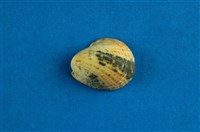 藏品(漁舟蜑螺)的圖片